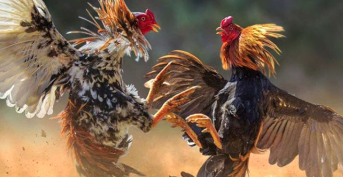 Sảnh SV388 tại Kubet – Đỉnh Cao Của Cá Cược Gà Chọi Ku11